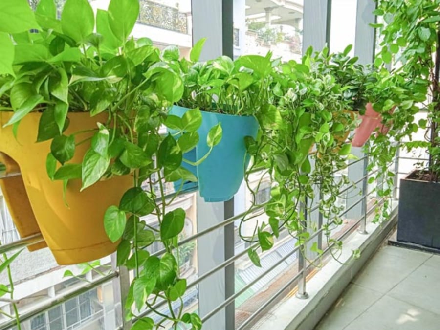Trầu bà là loại cây thích hợp trồng trong nhà, nơi mát mẻ