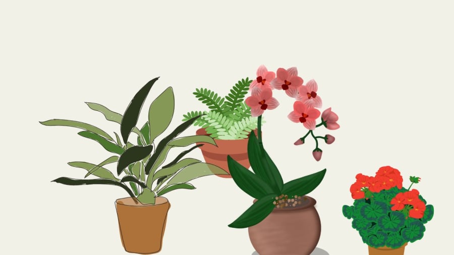 Cỏ dại giúp chậu cây cảnh phát triển tốt hơn