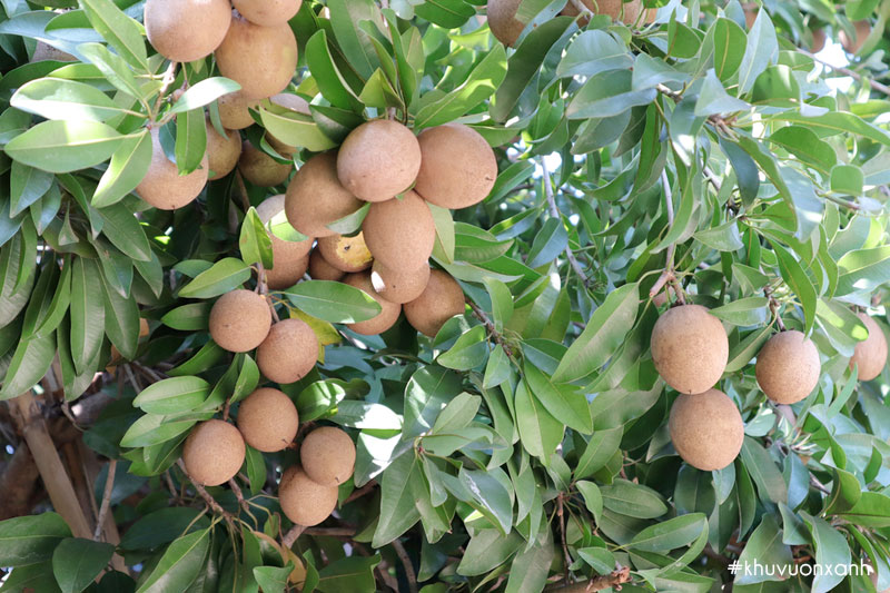 Vitamin trong quả hồng xiêm tương tự như nhiều vị thuốc Đông Y, nó có tác dụng hỗ trợ điều trị bệnh.