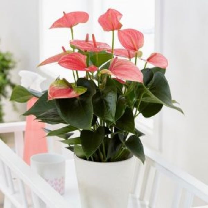 Hông môm nên đặt chậu cây trong môi trường bóng râm, thoáng mát