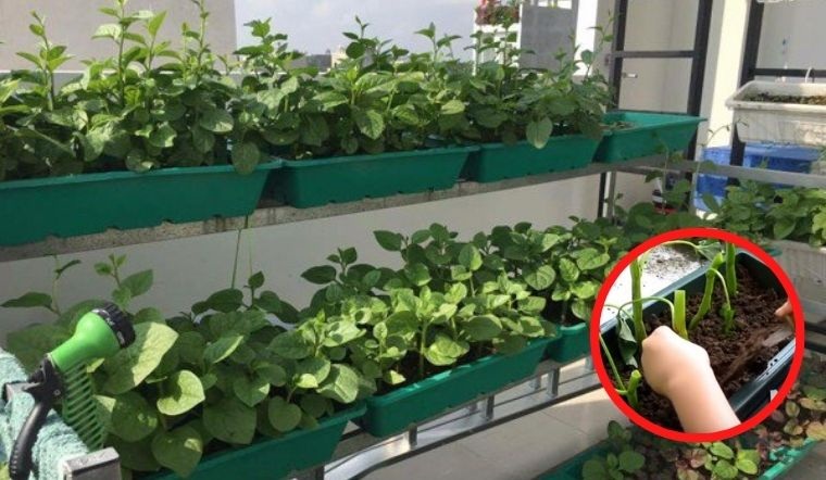 Mùng tơi là loại rau mùa hè chỉ cần cắm cành xuống đất là tươi tốt    