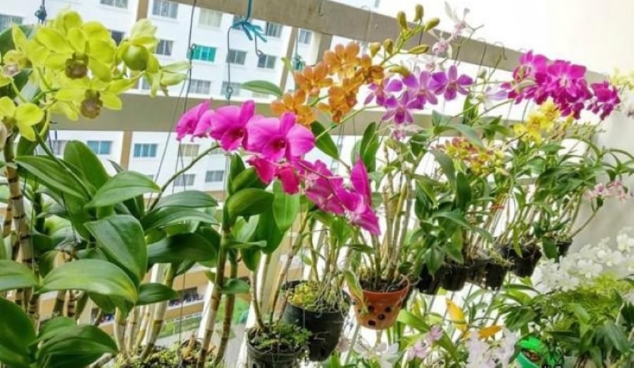 Phong lan ưa môi trường mát mẻ, ẩm ướt