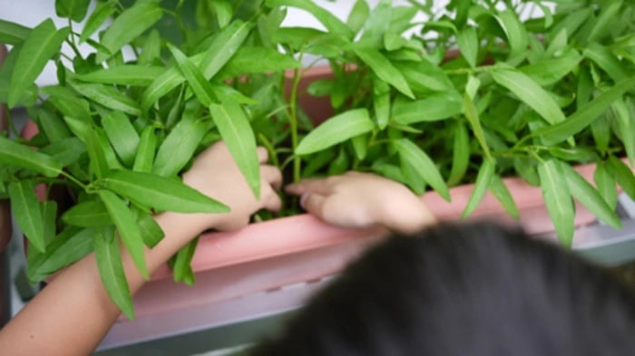 Rau muống có thể phát triển tốt trong nhiều điều kiện khác nhau, từ ruộng nước đến vườn khô cạn.