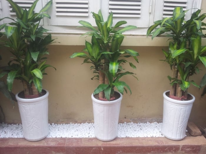 Thiết mộc lan cũng không cần quá nhiều ánh sáng