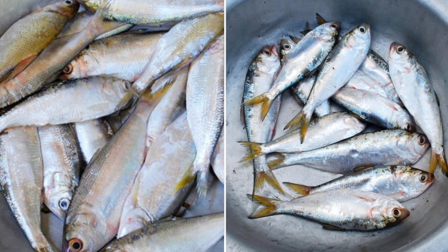 Cá mòi có hàm lượng omega-3 khá cao.