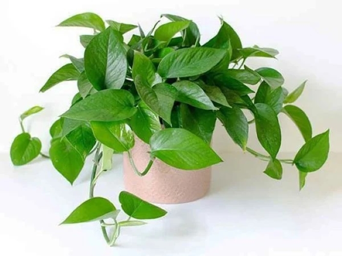 Cây trầu bà ưa ẩm, nên bã trà tưới dưới gốc cây rất tốt