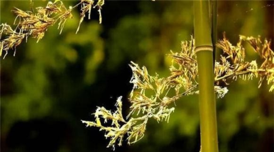Do đó dân gian mới có câu: “Trúc nở hoa ắt có tai ương” hay “Trúc nở hoa, lập tức dọn nhà”.