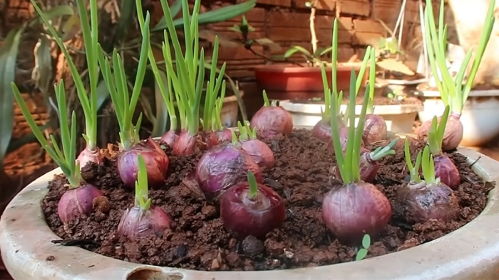 Hành trồng bằng củ