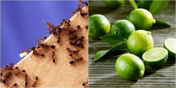 Chanh chứa axit có tác dụng mạnh trong việc đuổi kiến. 