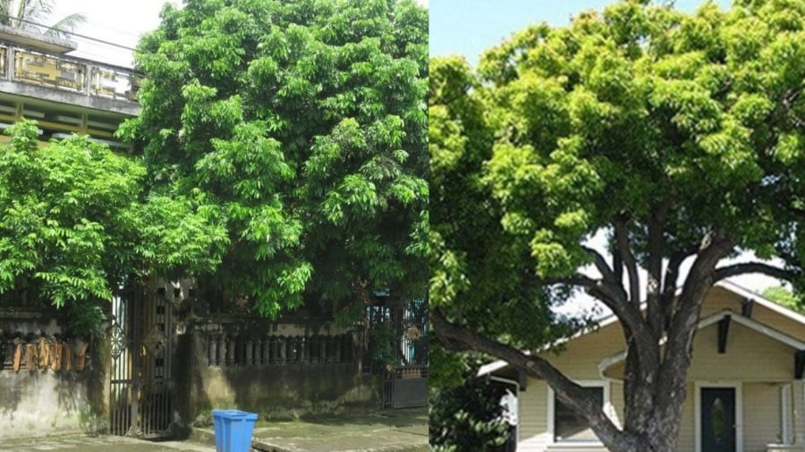 Cây quá lớn trước nhà không tốt về phong thủy