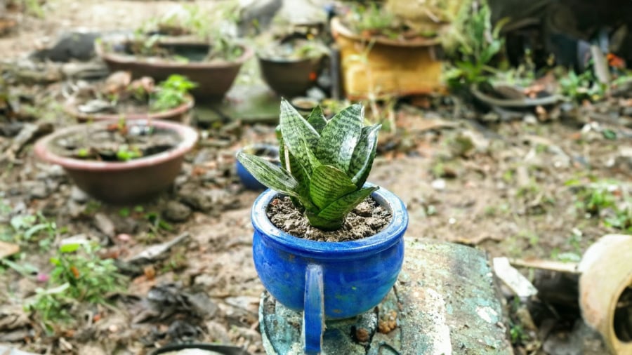 Lưỡi hổ là cây cảnh được nhiều người yêu thích