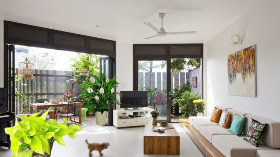 Cửa nhà quá rộng sẽ gây hao tổn tài lộc