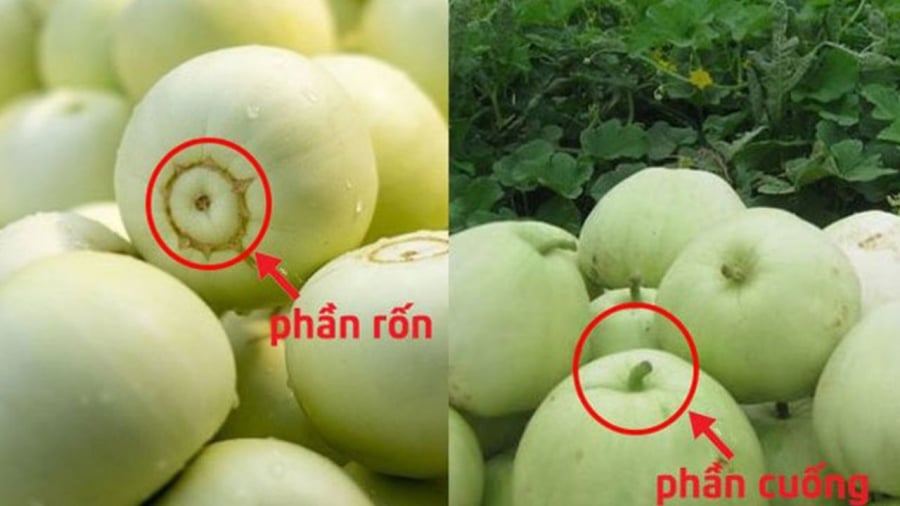Rốn và cuống dưa thể hiện rất rõ chất lượng quả dưa lê