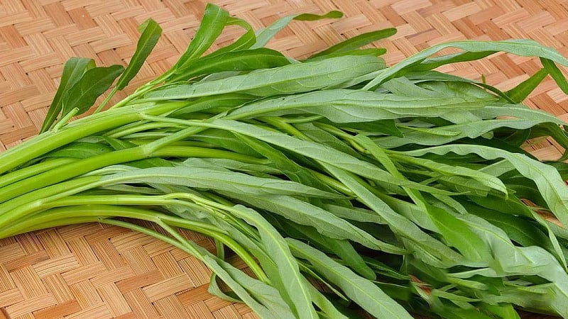 Rau muống sạch được trồng bằng hạt sẽ có màu xanh nhạt, cọng nhỏ và lá nhỏ, còn rau muống trồng bằng hạt nhiễm hóa chất lá màu xanh đậm, cọng và lá rất to.    