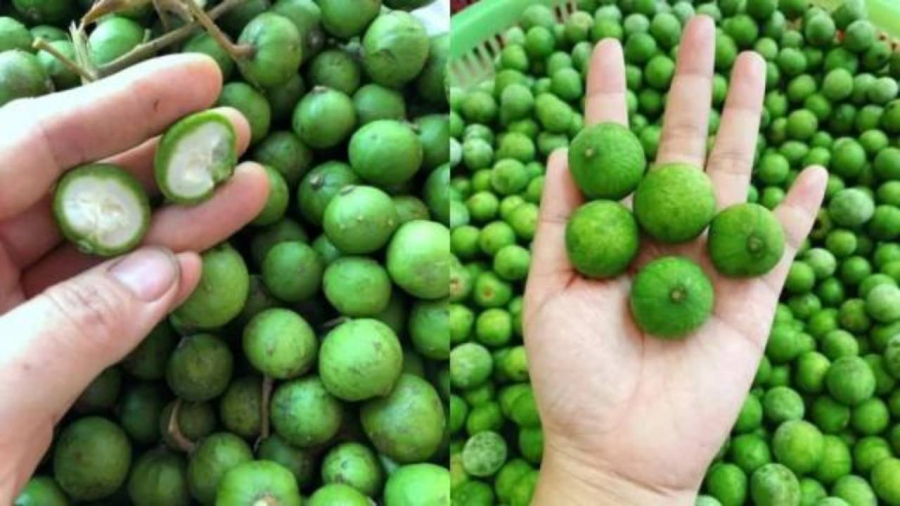 Chọn sấu tươi ngon là bước quan trọng đầu tiên để quyết định việc bảo quản sấu có hiệu quả và lâu dài hay không