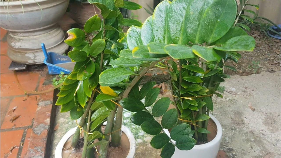 Cây kim tiền không hợp mệnh với mệnh Thổ và mệnh Kim
