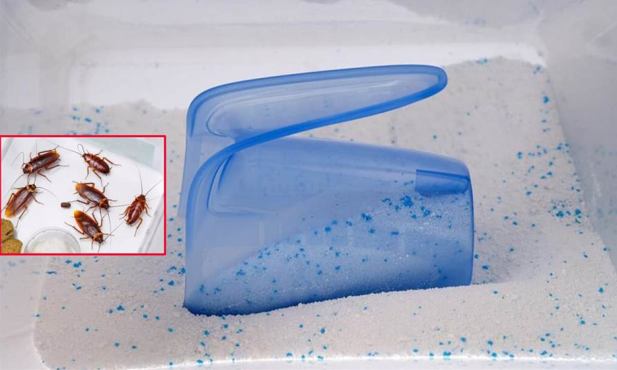 Diệt gián bằng bột giặt và đường    