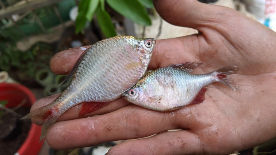 Ra chợ thấy loại cá này nên mua ngay vì bổ chẳng kém nhân sâm, tổ yến là bao, giá lại rẻ bèo