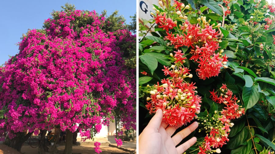 Cây hoa giấy và cây sử quân tử là những lựa chọn tốt nếu bạn đang tìm một loại cây cảnh chịu nắng để trồng ở ngôi nhà hướng Tây.