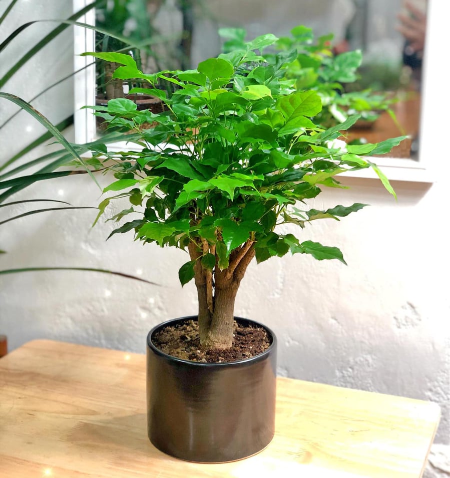 Cây Hạnh Phúc là loài cây mang đến ý nghĩa cho sự gắn kết, hạnh phúc, vui vẻ, giúp Shbet111 slot, casino, thể thao, xổ số