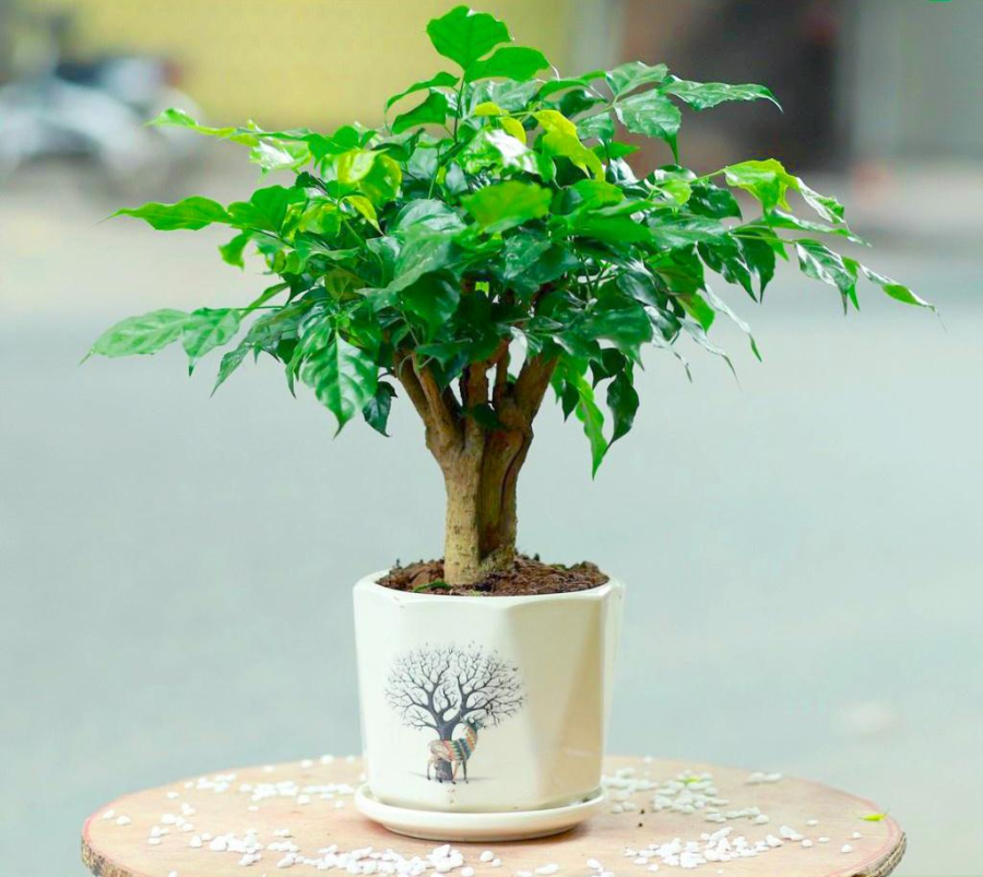 Cây Hạnh Phúc có màu xanh đậm bao phủ hoàn toàn bởi những tán lá rậm rạp nên là loài cây thích hợp với những người mang mệnh Mộc hoặc mệnh Kim.