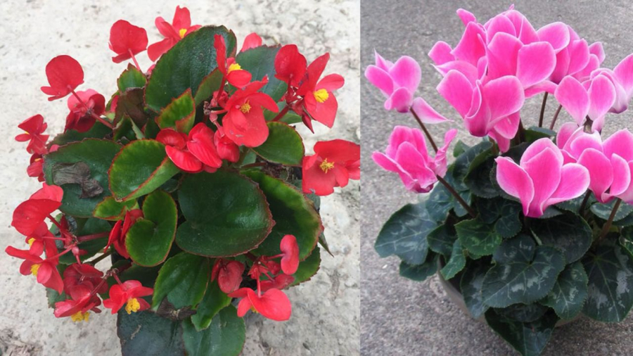 Sen cạn vừa đẹp vừa giúp đuổi muỗi