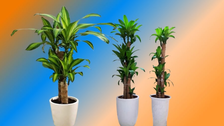 Số cành thiết mộc lan có những ý nghĩa khác nhau