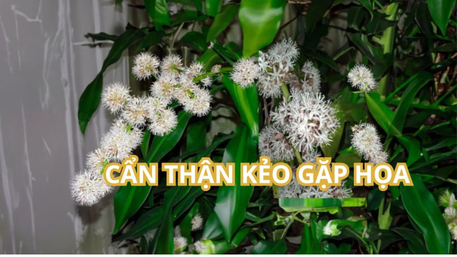 Khi thiết mộc lan nở hoa nên chú ý tránh ngột ngạt vì mùi thơm của chúng