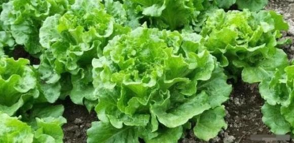 Rau xà lách diếp phát triển nhanh chóng và rất nhạy cảm với thuốc trừ sâu.