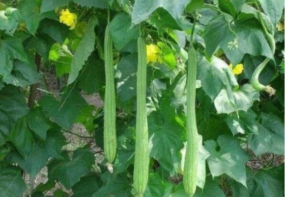 Mùi đặc biệt của mướp làm cho các loại côn trùng nhỏ tự tránh xa. 