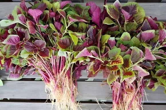 Ở Việt Nam có nhiều loại rau dền, phổ biến nhất là rau dền xanh và rau dền đỏ.