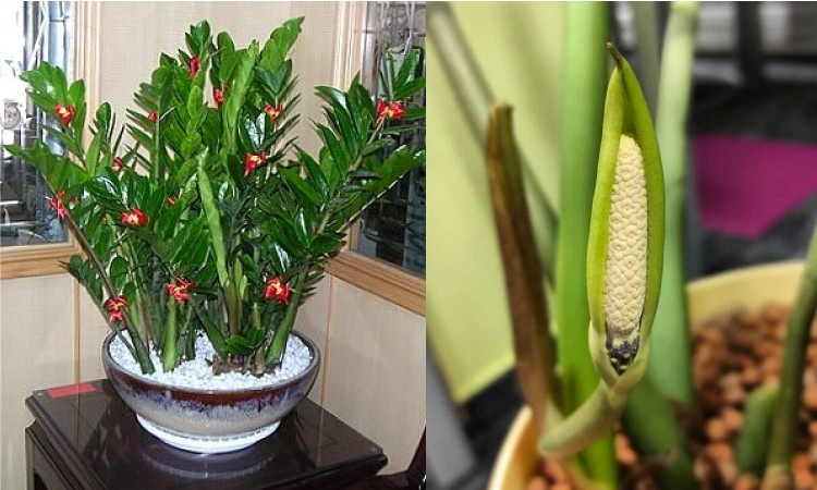 Cây kim tiền, hay còn gọi là cây phát tài, là loại cây rất phổ biến trong phong thủy và thường được trồng trước cửa nhà để thu hút tài lộc và sự thịnh vượng.