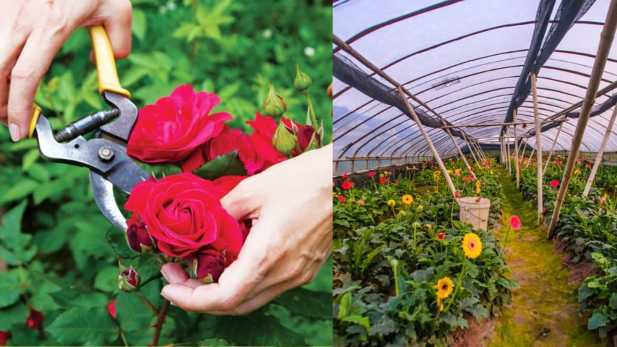 Nhiều loại hoa có thể nhiễm thuốc bảo vệ thực vật