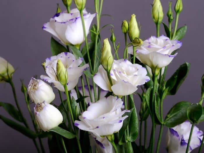 Hoa cát tường cũng đại diện cho may mắn và an lành.