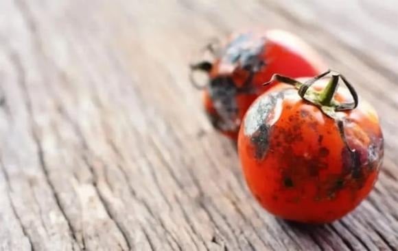 Chúng ta chỉ cần bôi những quả cà chua thối lên dụng cụ kim loại và để yên một lúc để các thành phần axit trong cà chua phát huy hết tác dụng.    
