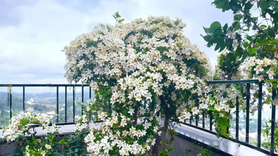 Cây dành dành biểu trưng cho sự sung túc giàu có