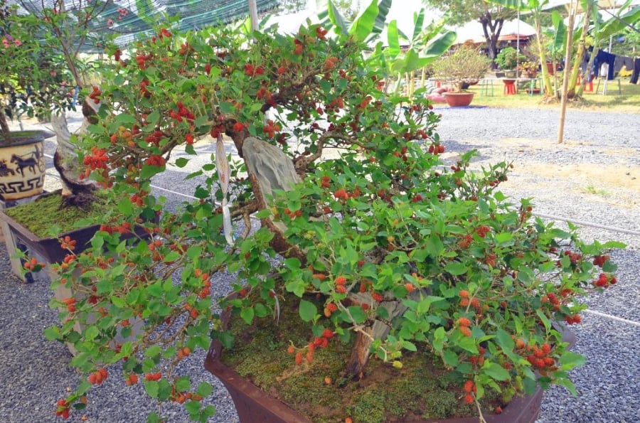 Cây dâu tằm lại được lựa chọn trồng sau nhà giúp gia chủ xua đuổi khí xấu, tránh những điều tai ương xui xẻo.