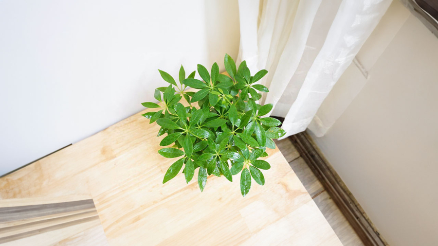 Ngũ gia bì vừa là cây cảnh vừa là cây thuốc