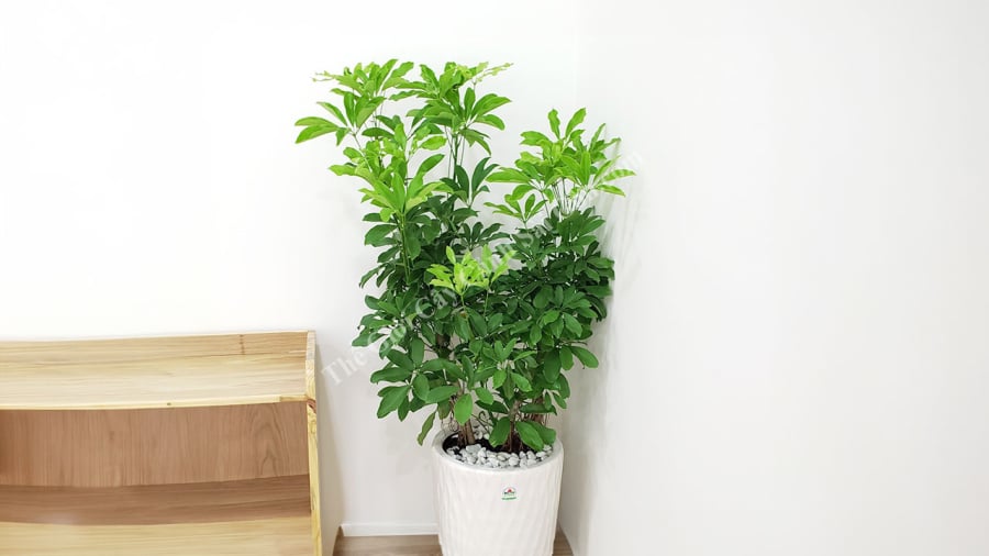 Ngũ gia bì là cây cảnh phát triển tốt ở môi trường trong nhà