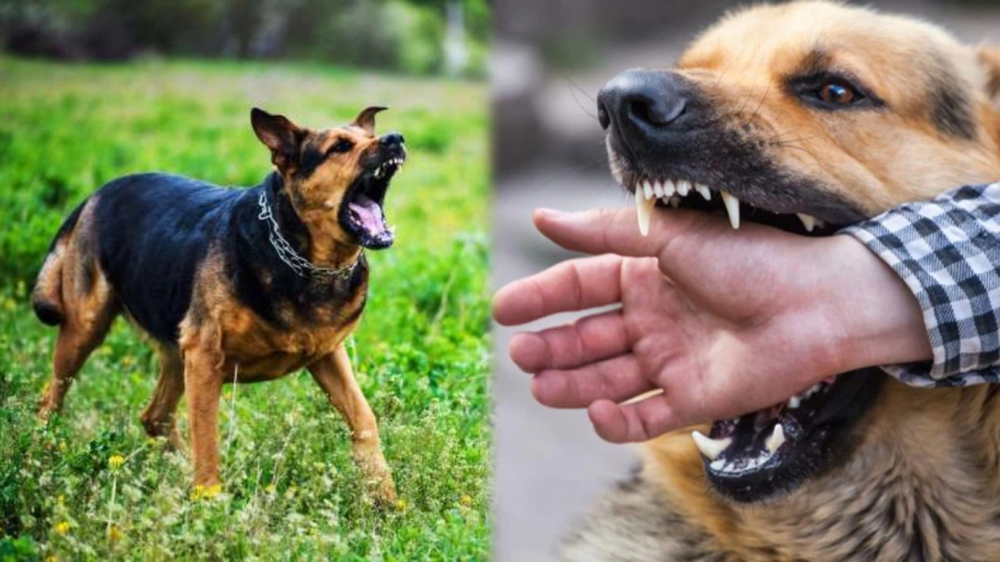 Khi bị chó đã tiêm phòng dại cắn, chúng ta vẫn cần phải đi tiêm phòng cho bản thân.