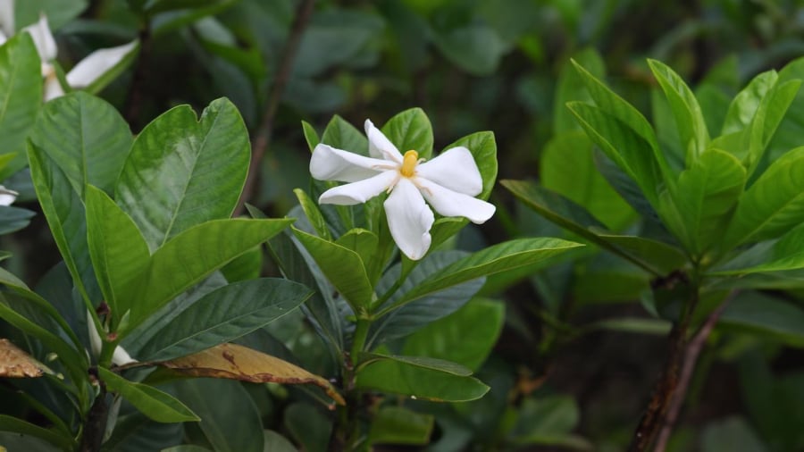 Hoa dành dành mang vẻ đẹp tinh khôi