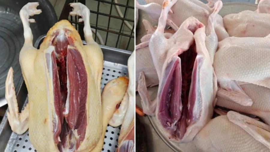 Khâu sơ chế có vai trò rất quan trọng trước khi luộc thịt ngan.