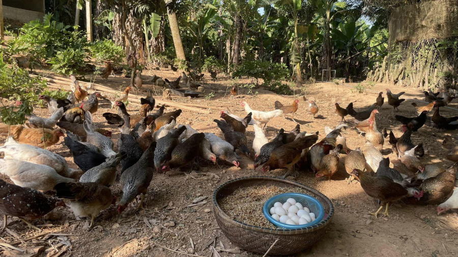 Anh Nhị chia sẻ rằng anh luôn sử dụng nước sạch cho gà uống, nhằm đảm bảo sức khỏe và sự phát triển tối ưu cho đàn gà