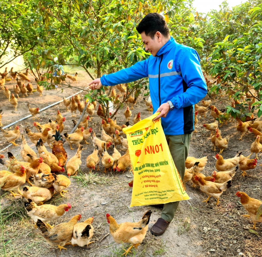Hiện tại, mỗi con gà thương phẩm sau khi làm sạch được bán với giá 600.000 đồng/con