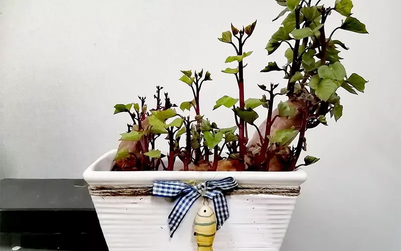 Thường xuyên kiểm tra và loại bỏ cỏ dại xung quanh để khoai lang không bị mất dinh dưỡng
