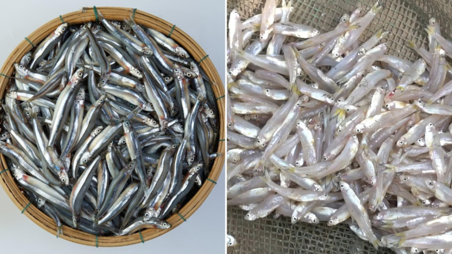 Cá cơm tuy nhỏ nhưng có giá trị dinh dưỡng cao, không hề thua kém các loại cá khác như cá hồi, cá thu, cá mòi...
