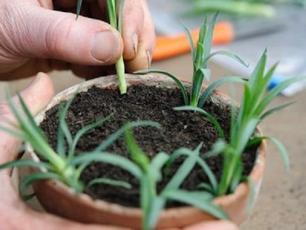 Đối với phương pháp giâm cành, bạn cần cắt cành thành từng đoạn dài khoảng 10cm.