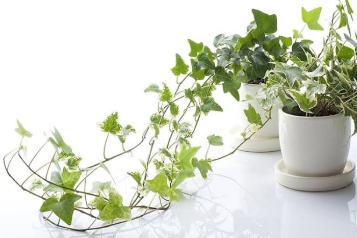 Cây trường xuân là loại cây sở hữu tán lá dày dặn, bám leo tốt và ít rụng lá