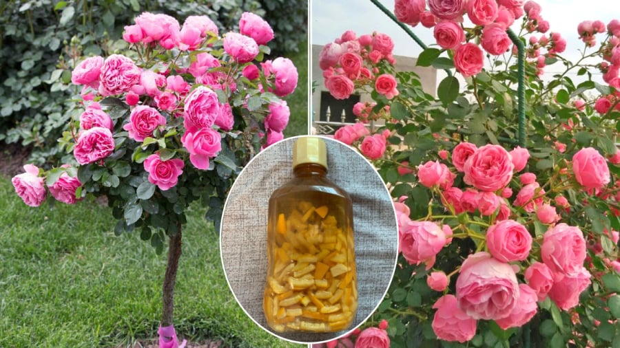 Nước vỏ trái cây lên men rất tốt cho sự phát triển của cây hoa hồng.