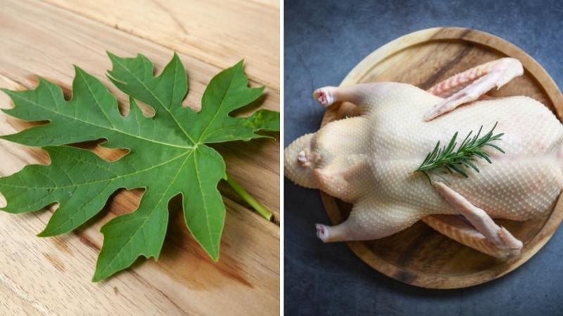 Một trong những cách nhiều người thường áp dụng để khử mùi và nhổ lông vịt chính là dùng lá đu đủ.